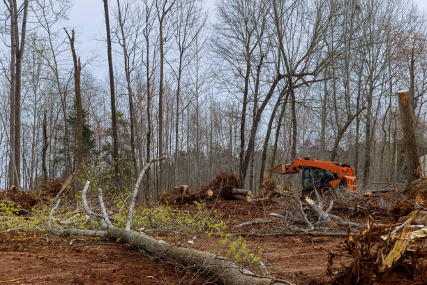 Trusted Keller, TX Tree Removal Services Experts